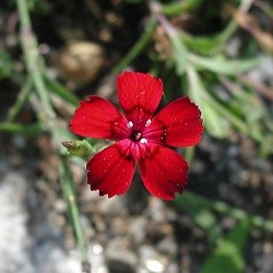 Red flower with 5 petals