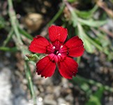 Red flower with 5 petals