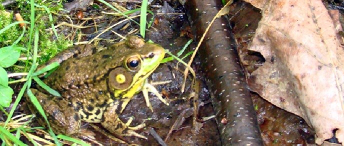 greenfrogweb greenfrogweb