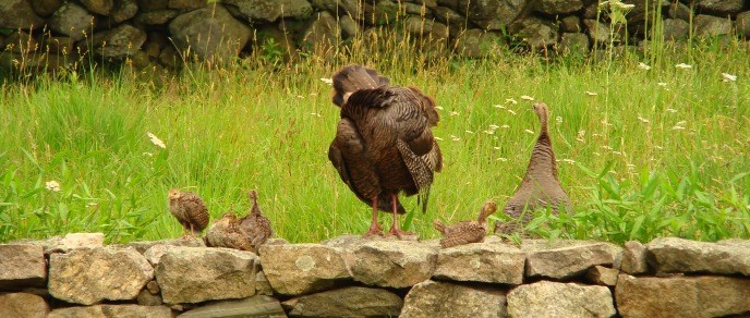 turkeys - banner turkeys - banner