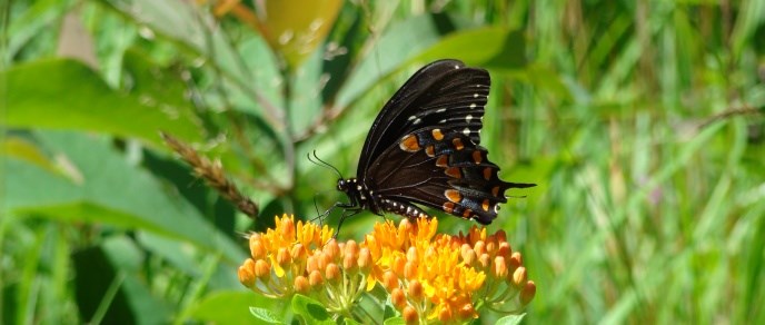 blackswallowtail blackswallowtail