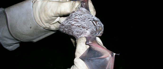 Hoary bat (Lasiurus cinereus) - Banner