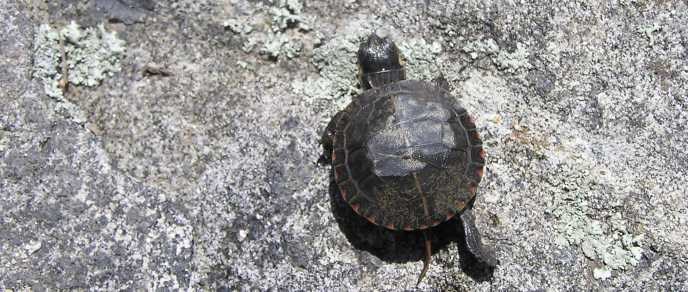 turtle turtle