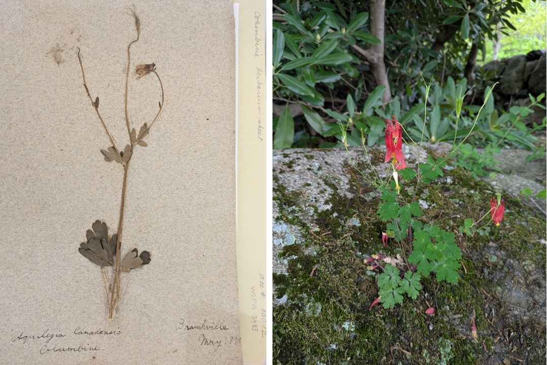 Phenology - Weir Farm National Historical Park (U.S. National Park Service)