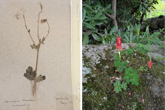 On left an herbarium page and on right a modern photo of red columbine (Aquilegia canadensis)