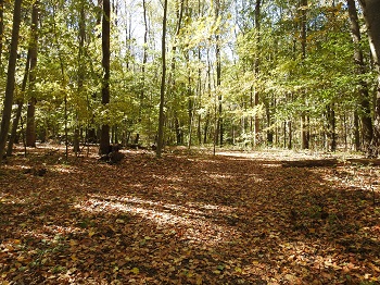 Hiking trail to Weir Pond. A hiking trail in the middle of the woods during autumn.