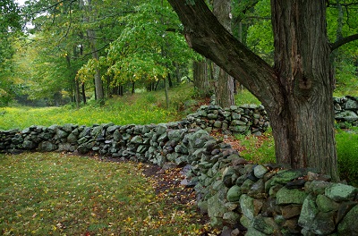 Stone Wall Virtual Tour A stone wall in front of a large tree in spring.