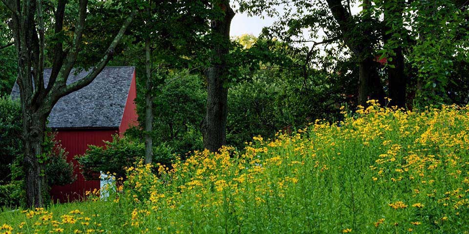 Weir Farm landscape with yellow flowers and red building