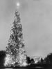 1955 National Christmas Tree (Library of Congress Prints