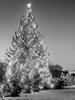 1963 National Christmas Tree (Library of Congress Prints