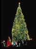 1970 National Christmas Tree (Photo by Aldon Nielson)