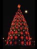 1986 National Christmas Tree (Photo by Aldon Nielson)