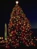 1990 National Christmas Tree (Photo by Aldon Nielson)