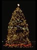 1991 National Christmas Tree (Photo by Aldon Nielson)