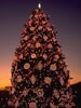1994 National Christmas Tree (Photo by Aldon Nielson)