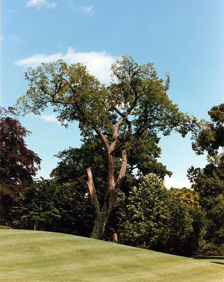 JQA Elm 1984 Large Elm Tree on grassy hill on sunny day