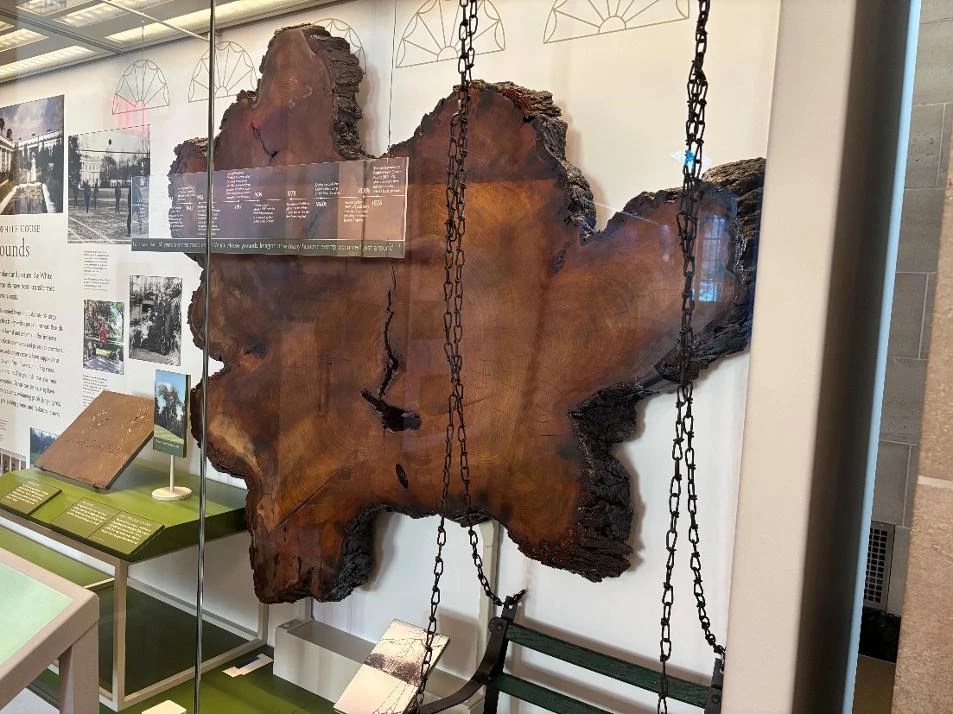 JQA Elm Section at WHVC A large, irregularly shaped tree trunk on display in a glass museum case