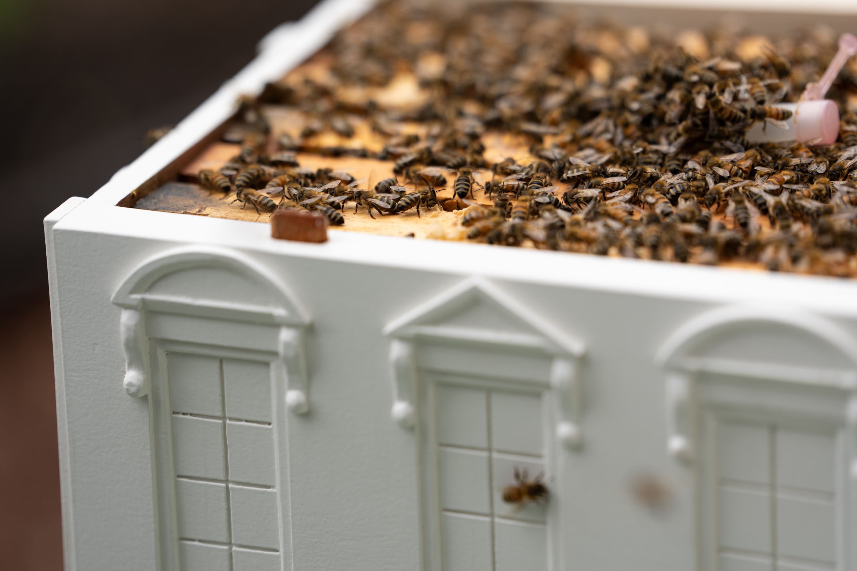 Close up of the White House beehive showing bees at work