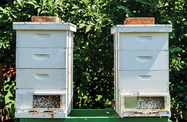 White House Kitchen Garden Beehives