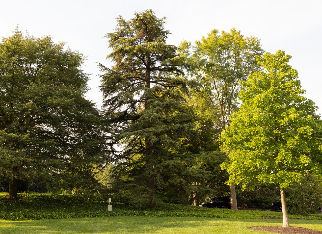 A tall cedar tree stands among other trees.