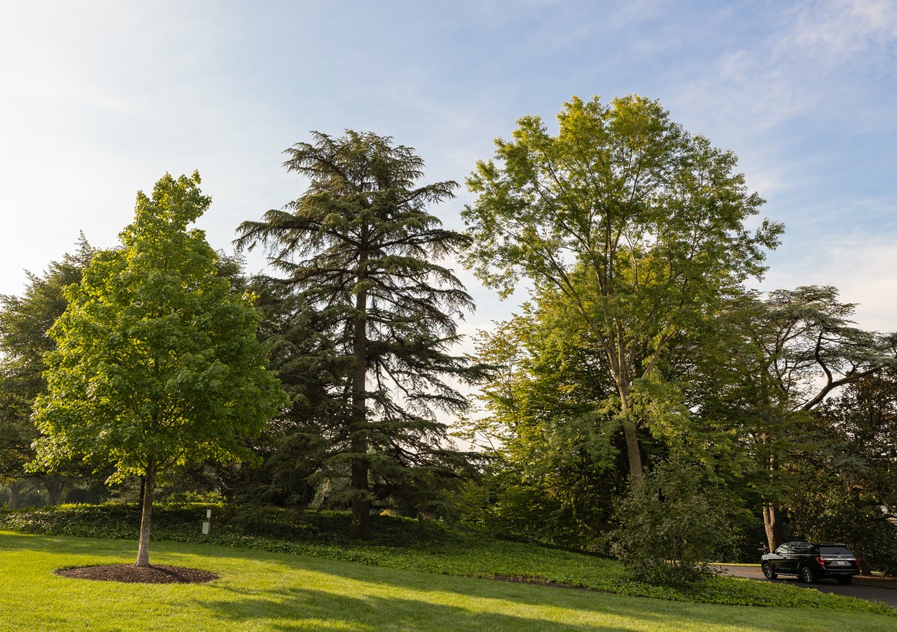 A tall maple tree peeks out from behind a nearer maple and a tall coniferous tree.