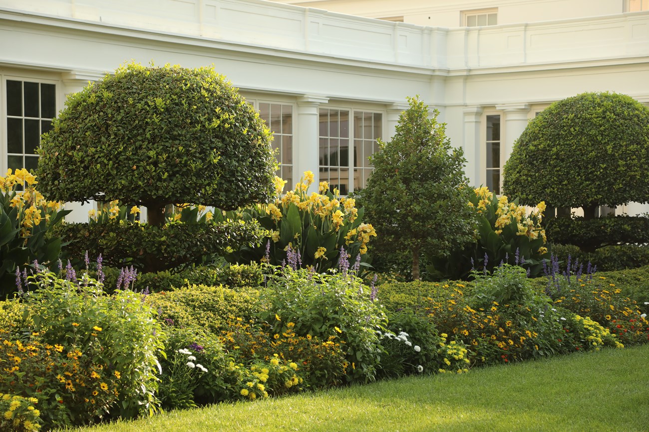 Rows of flowering plants in front of the White House