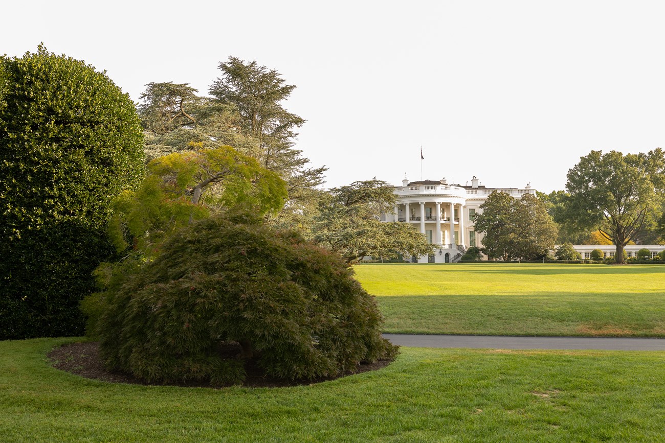 A gumdrop-shaped Japanese maple next to a roadway; the White House is seen in the background.