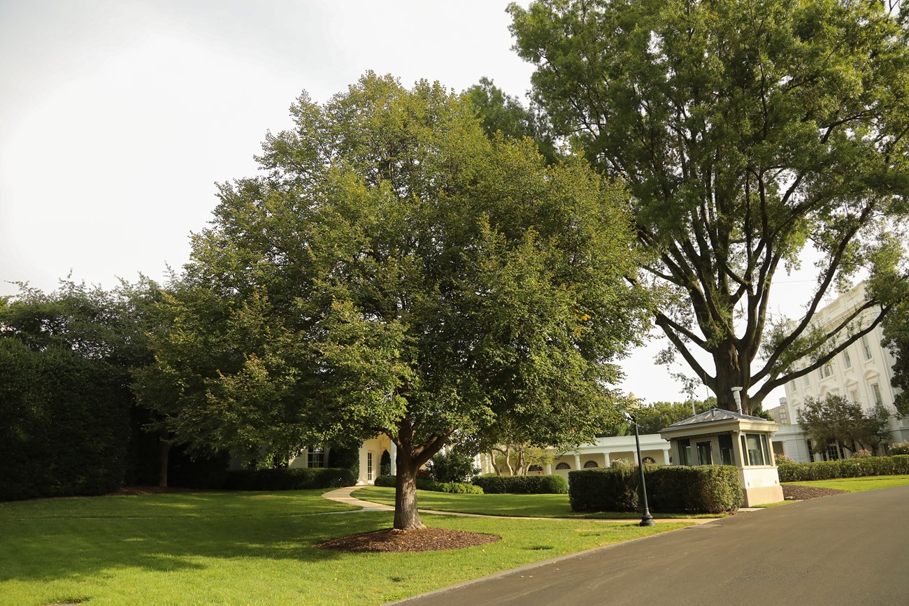 A cone-shaped crown of a linden tree sits atop a lollipop-like trunk near a security checkpoint.