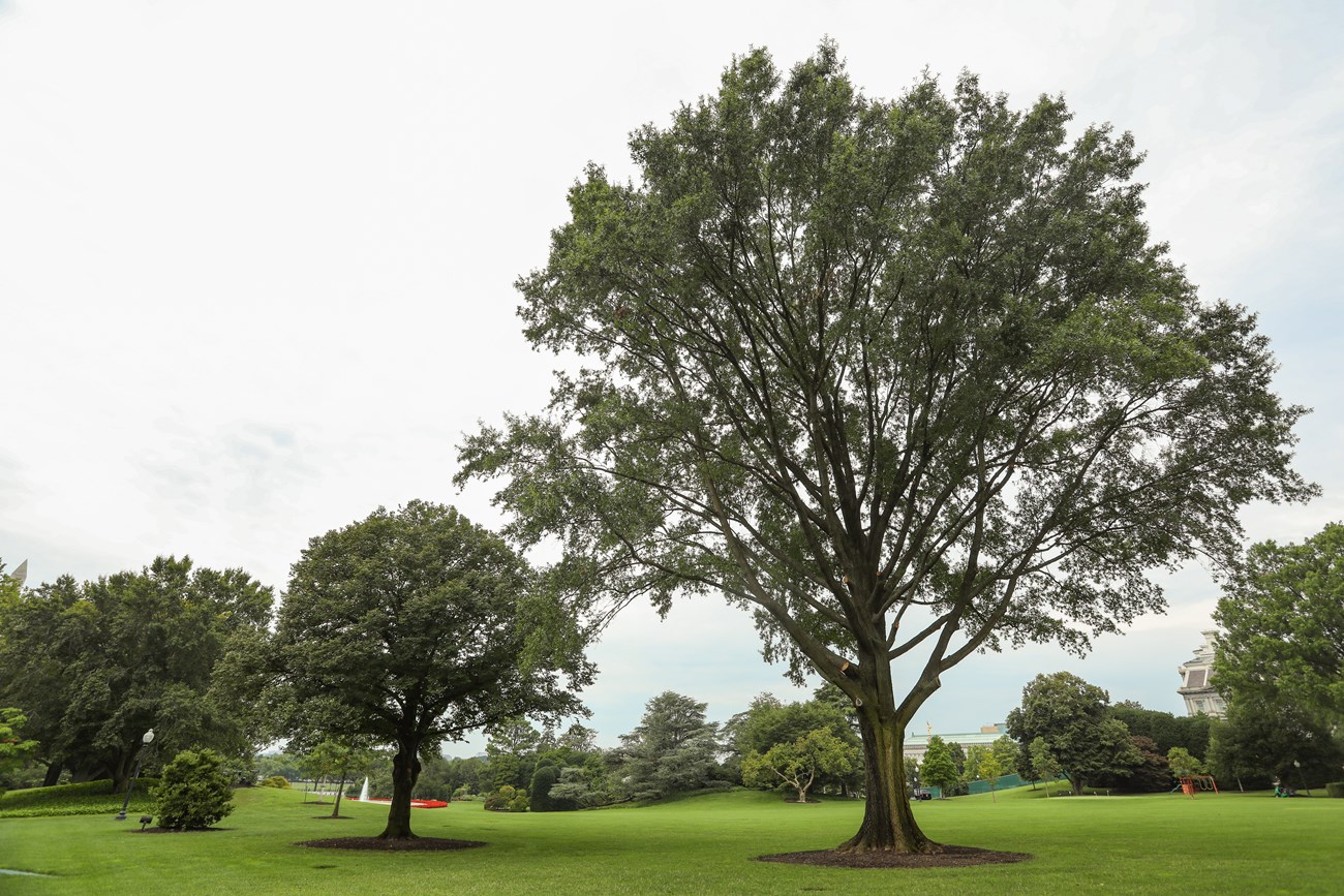 A large oak tree in front of the South Portico at the White House.