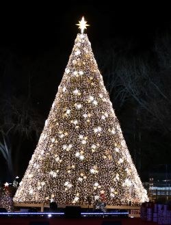 Christmas Tree decorated in white lights and stars