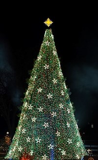 Christmas Tree decorated in green and red lights and white open stars