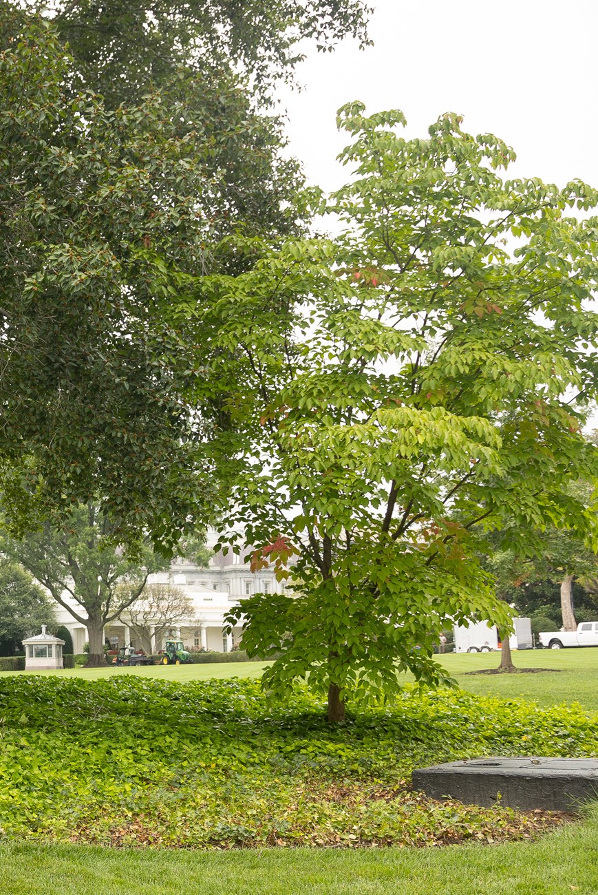 A small dogwood tree overshadowed by a larger tree.