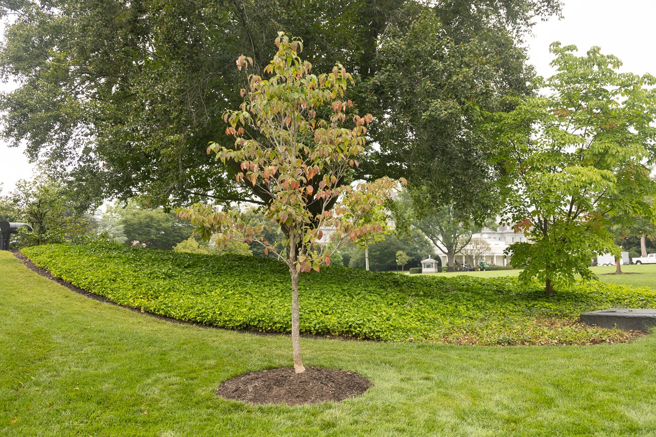 A small dogwood tree with leaves beginning to turn red in front of a much larger tree near the White House.