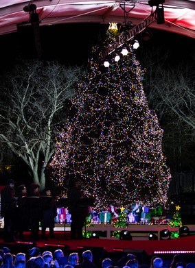 National Christmas Tree 2023 covered in multicolored lights surrounded by a stage