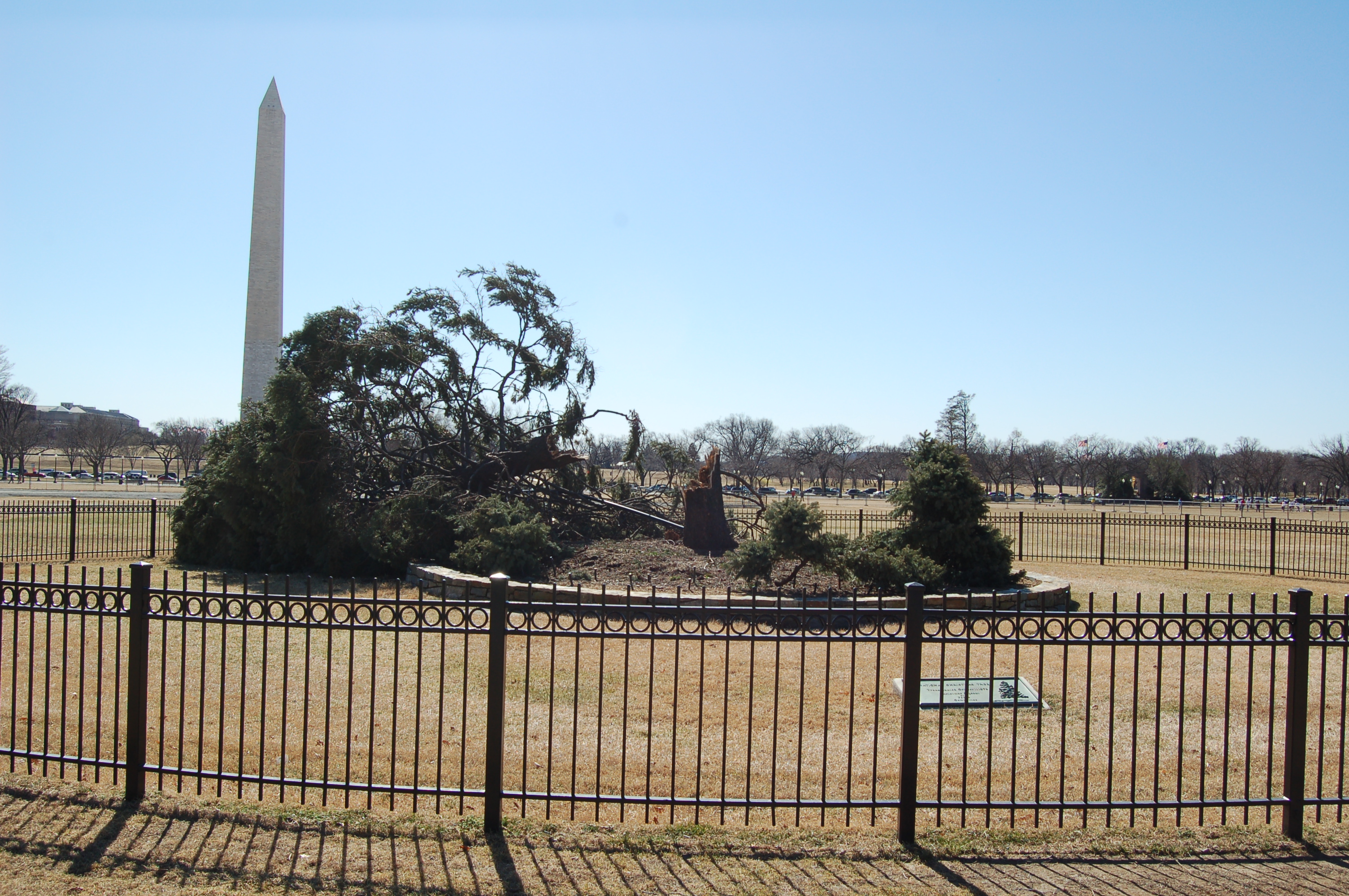 National Tree Falls