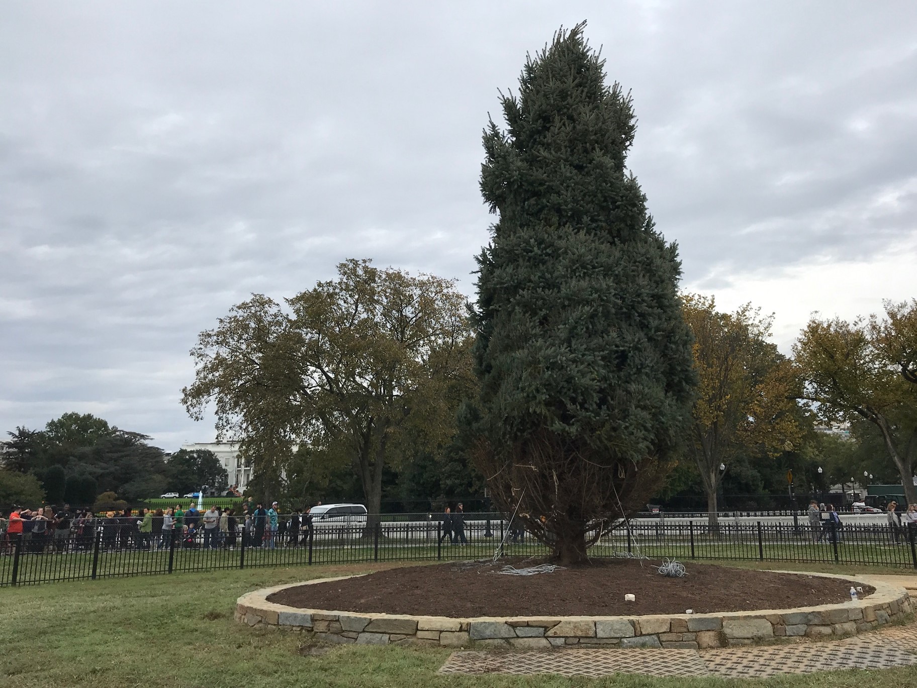 New National Christmas Tree planted in President's Park New National Christmas Tree planted in President's Park