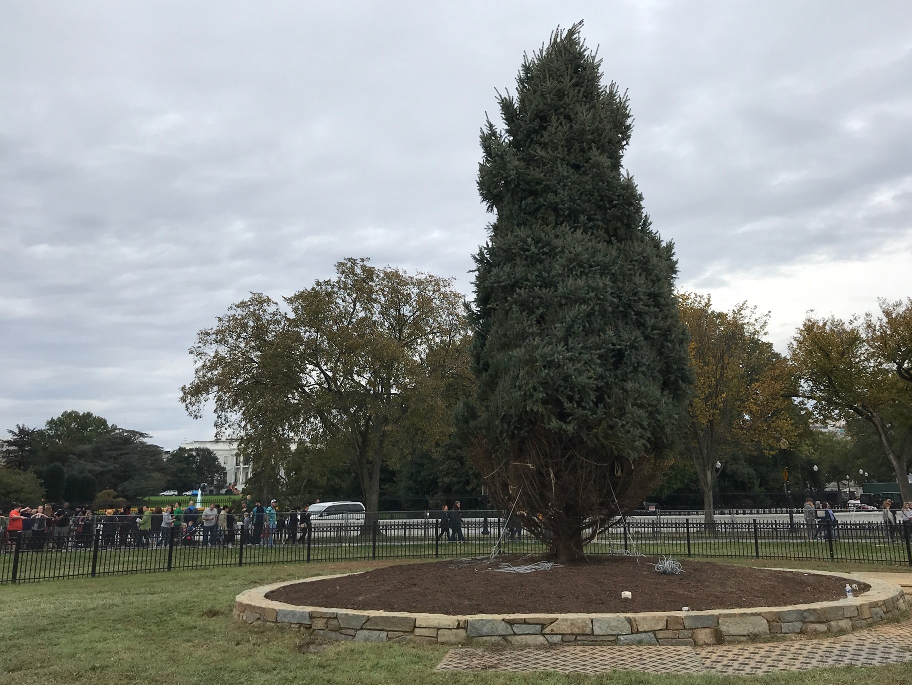 New National Christmas Tree planted in President's Park