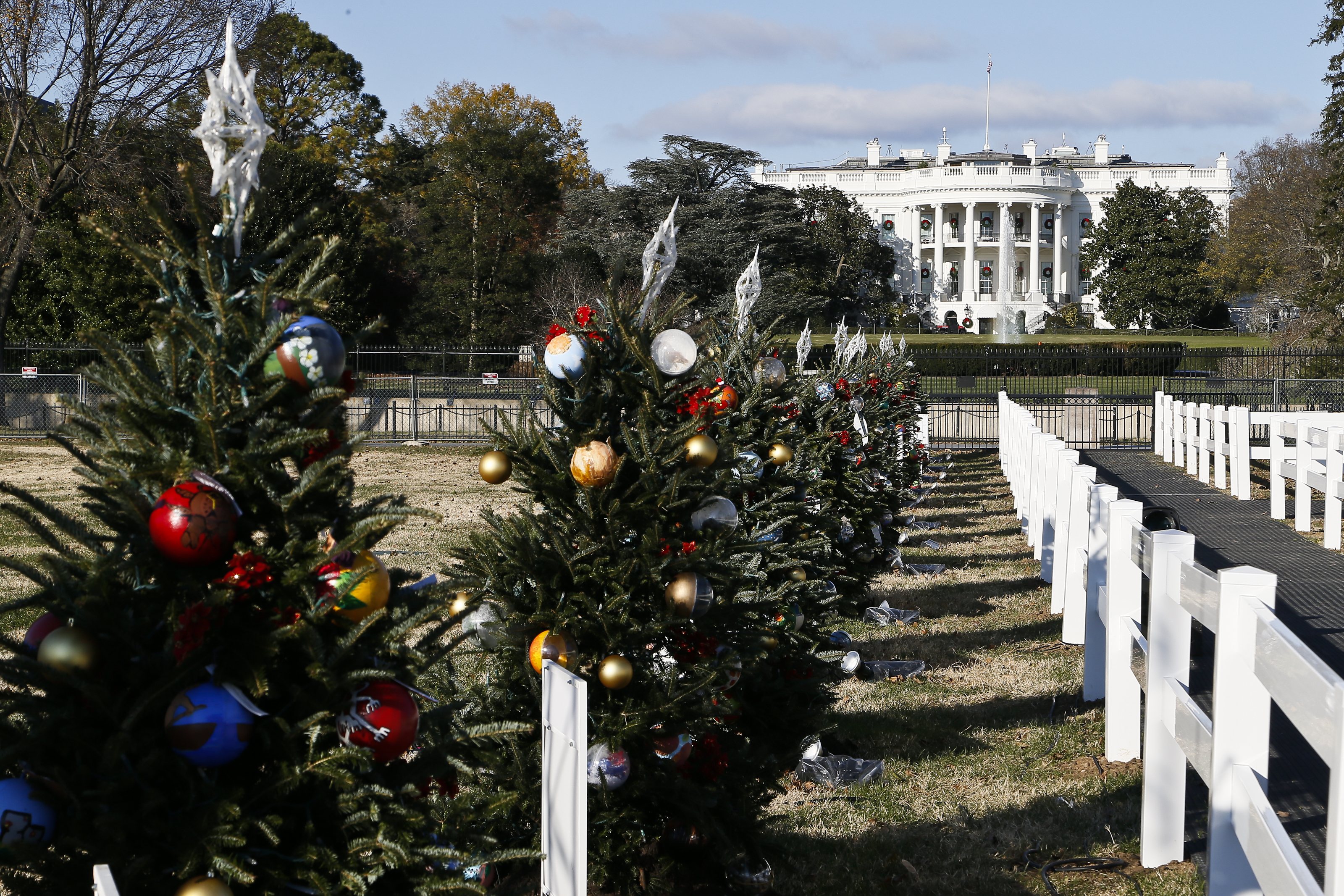 State trees at National Christmas Tree display in President's Park