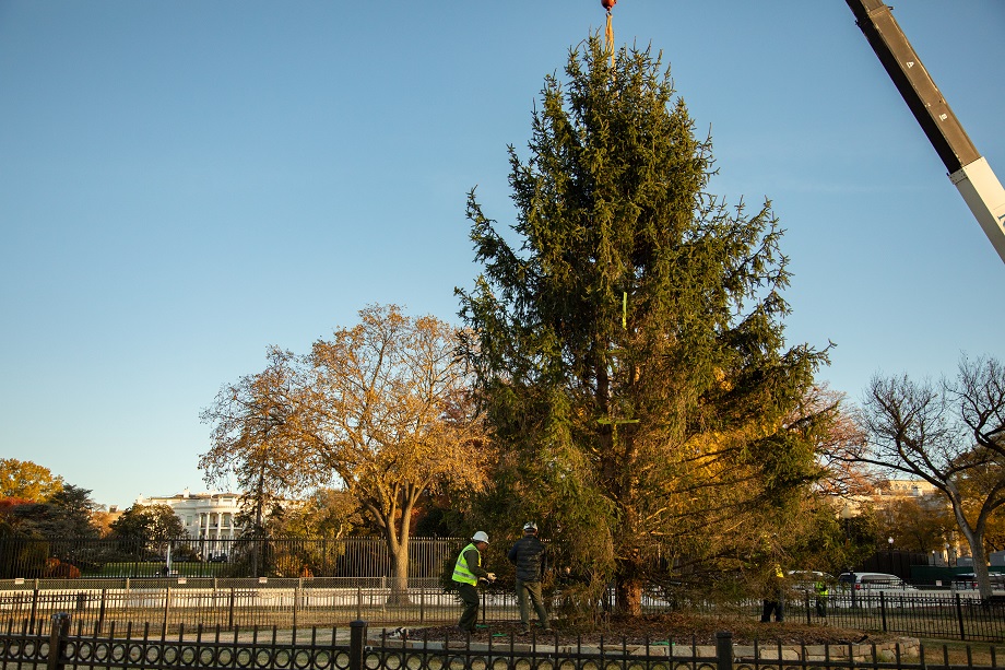 Three employees wearing reflective gear and personal protective equipment place a large, 40-foot Norway spruce in the ground in front of the White House at The White House and Presidents Park.