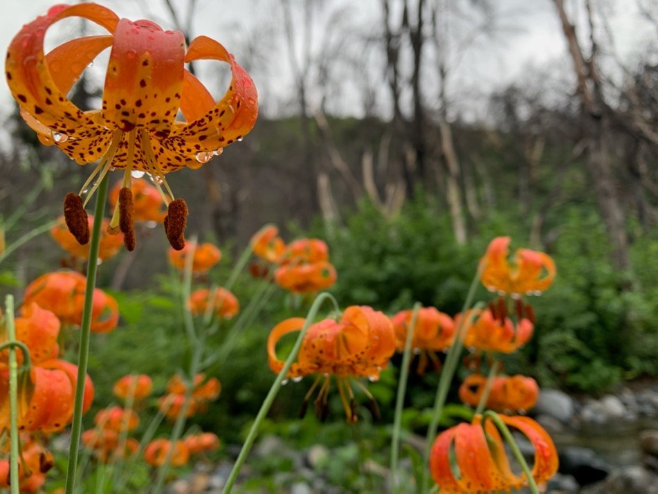 Tiger Lily in bloom along Crystal Creek Water Ditch Trail. Bright orange flower.
