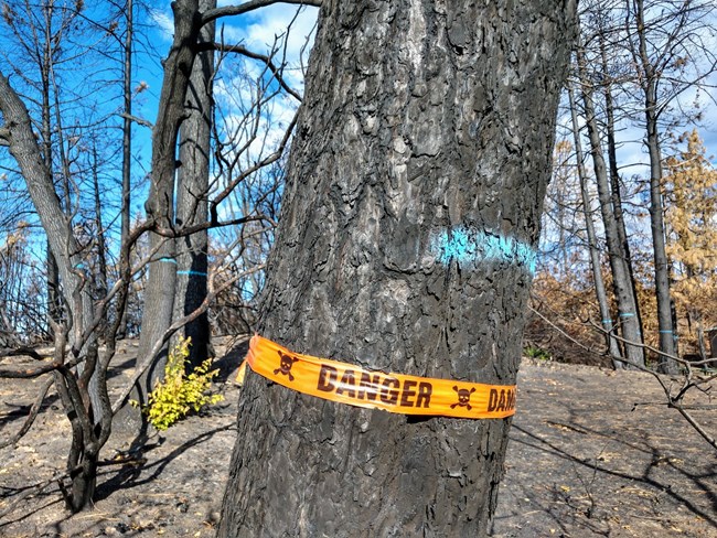 A burned hazard tree marked for removal.