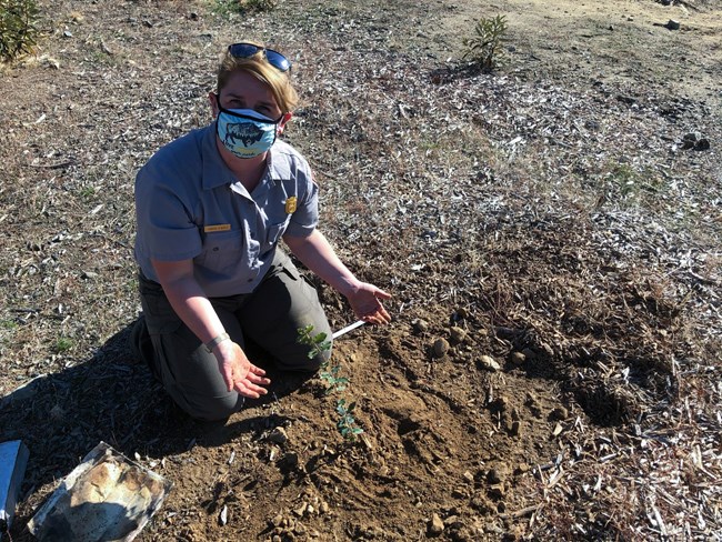 Park forester planting oak seedling.