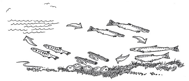 Line drawing of the salmon life cycle.