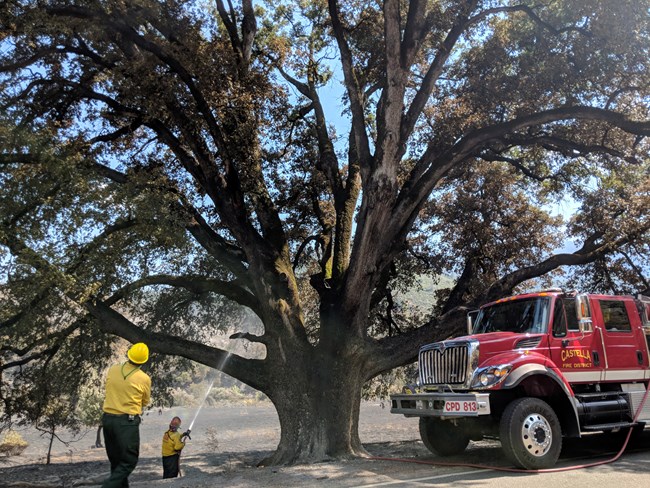 Firefighters protecting a 500 year old oak tree within Whiskeytown National Recreation Area via spraying water on it with a hose during the Carr Fire.