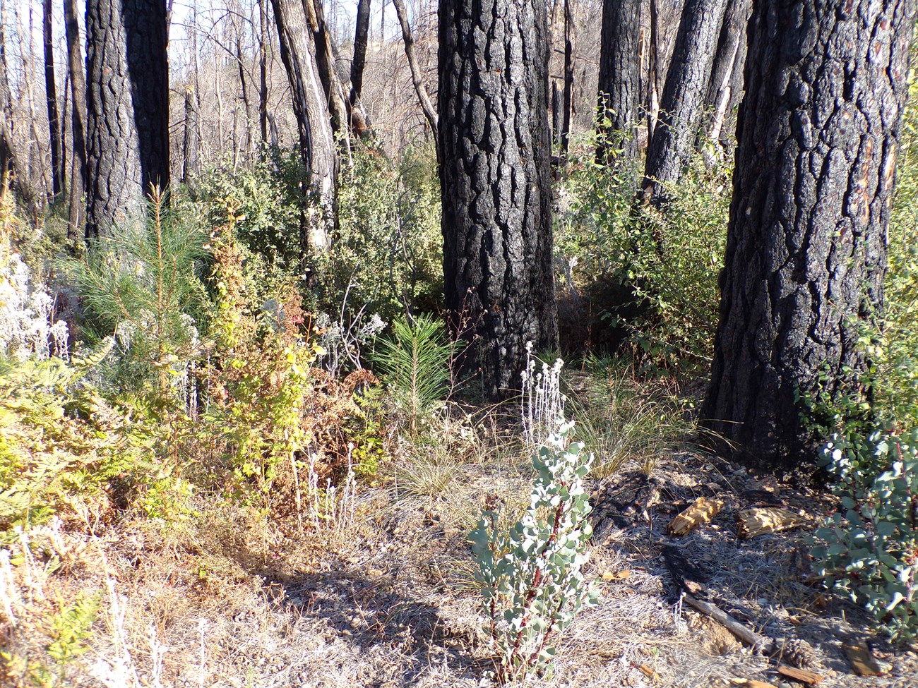 Young pine trees, manzanitas, and ferns amidst blackened trees. Since the Carr Fire of 2018, plant regrowth has been strong.