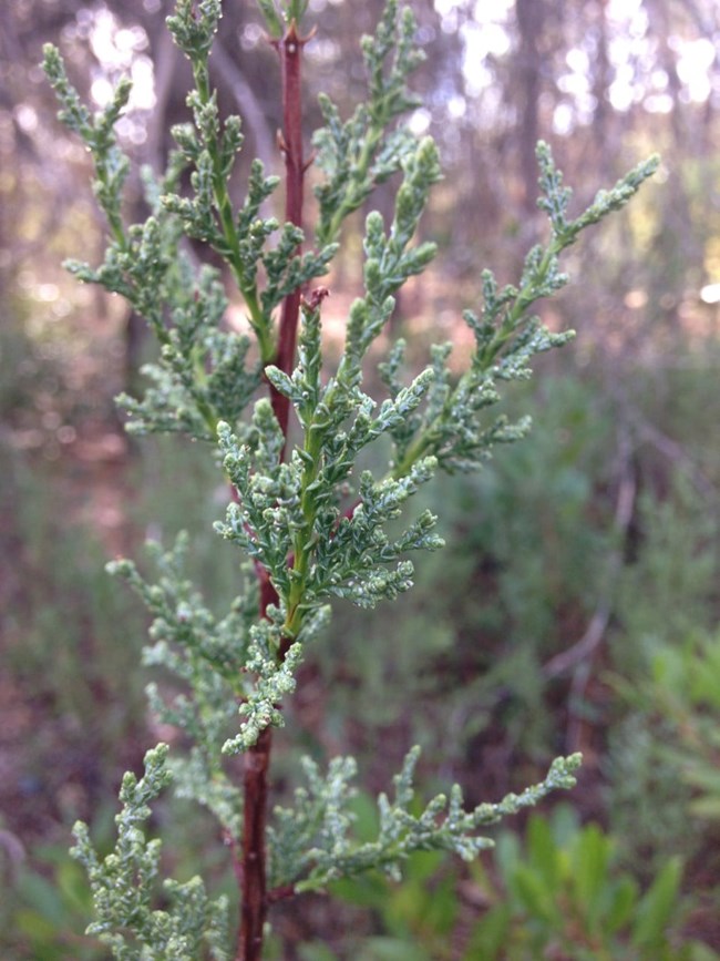 Close-up view of MacNab Cypress at Whiskeytown.