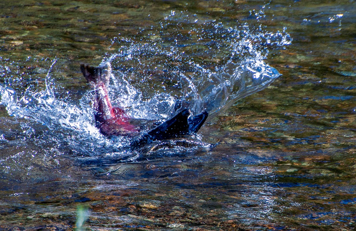 Adult chinook splashing on the surface of lower Clear Creek.