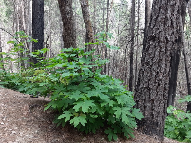 Big Leaf Maple sprouting up from the bottom of a burned tree.