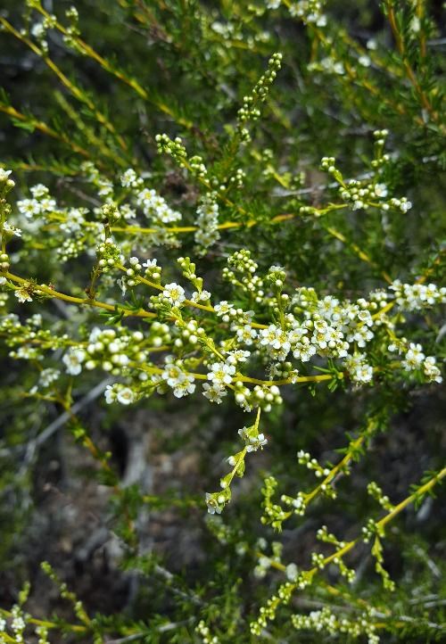 Adenostoma fasciculatum - Chamise