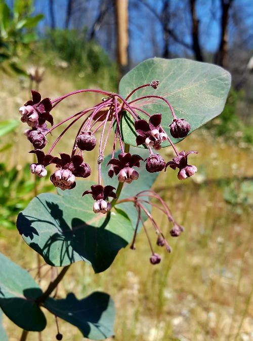 Purple Milkweed (Asclepias cordifolia)